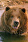 Bart the Bear 