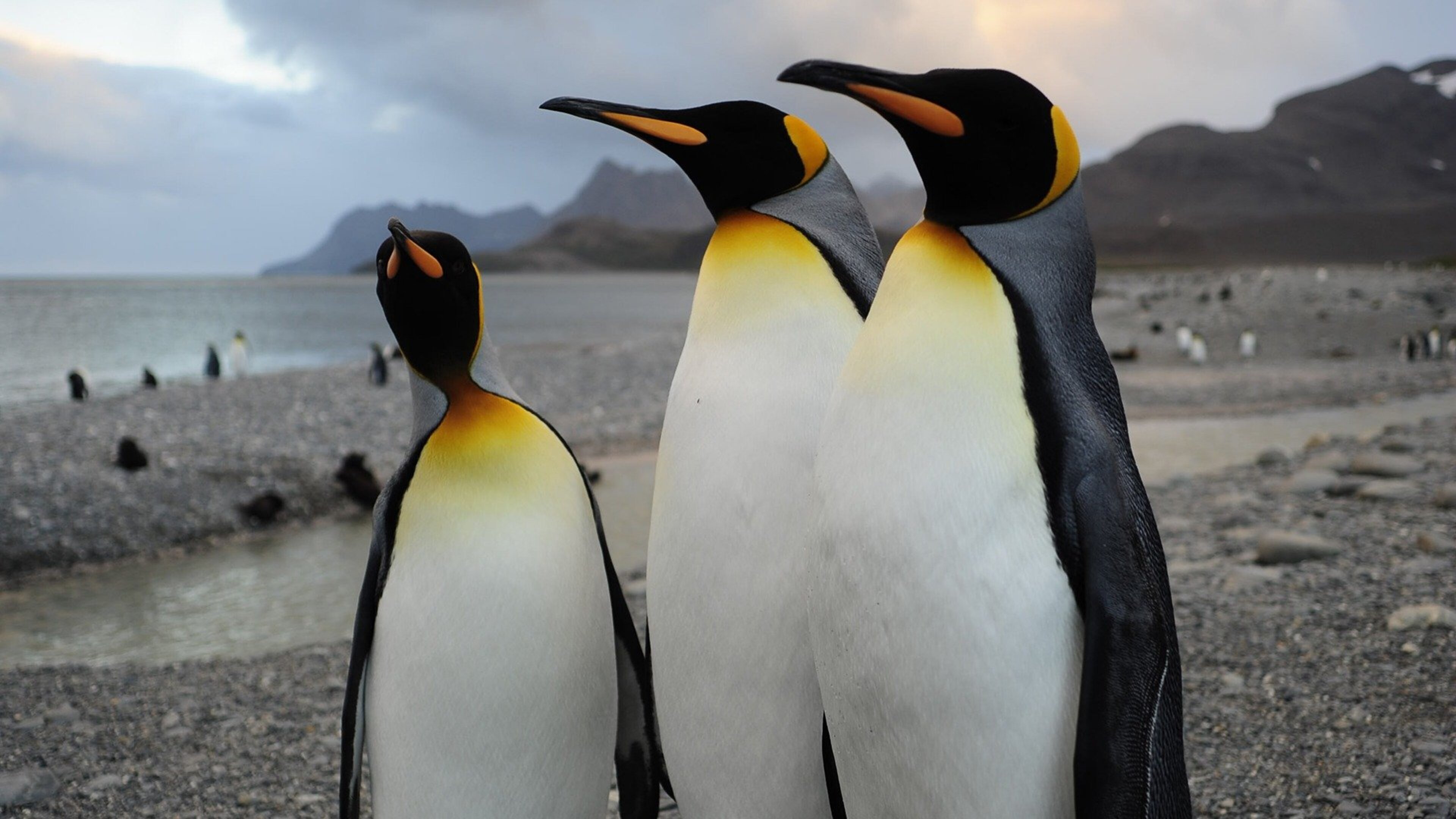 Watch Adventures of the Penguin King Free | Fandango at Home (Vudu)