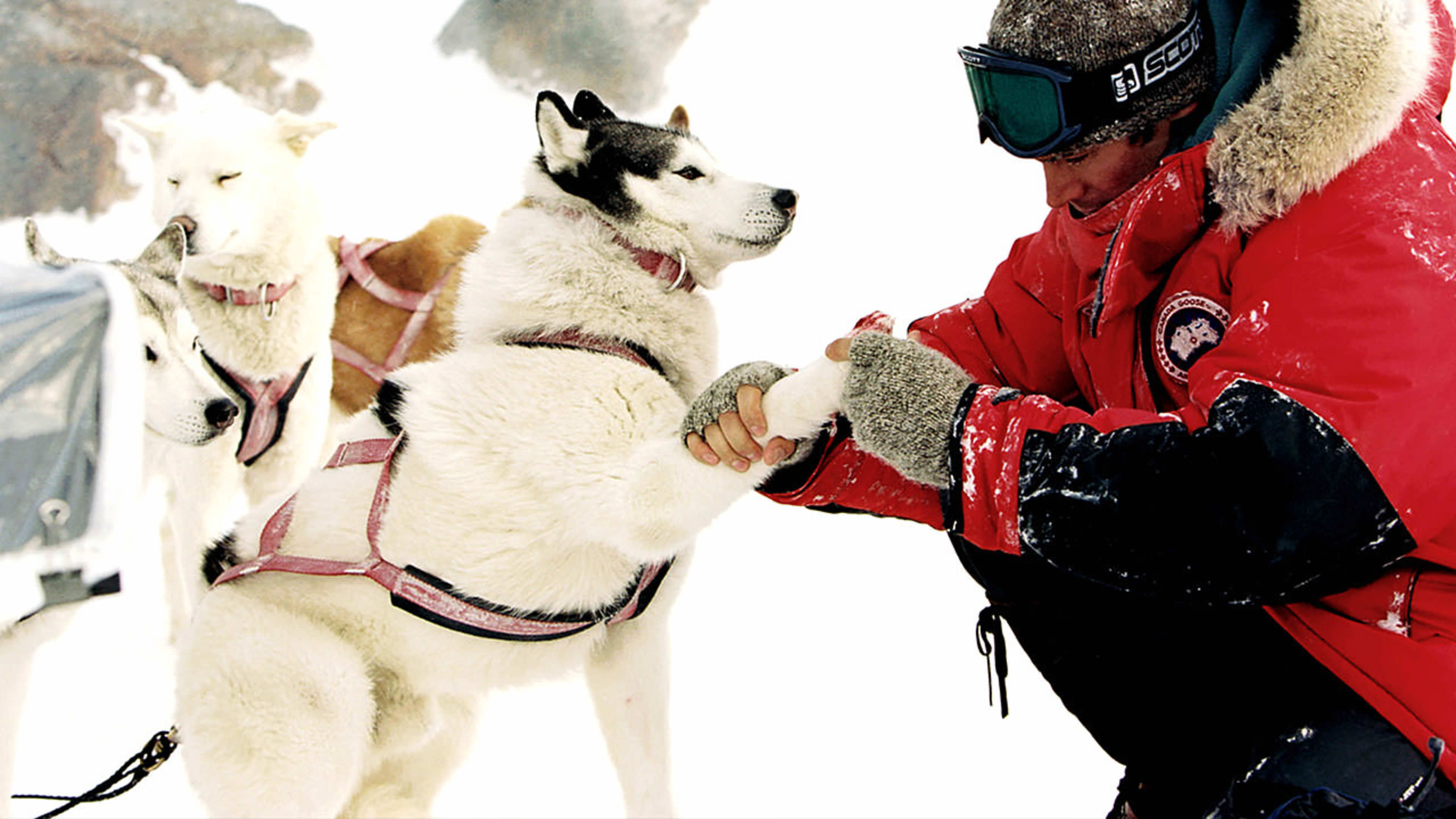 Watch Rent or Buy Eight Below Online | Fandango at Home (Vudu)