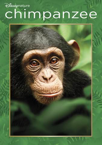 Chimpanzee poster